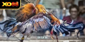 Đá Gà 88 – Trực Tiếp Các Trận Đá Gà Thomo Tại XO88