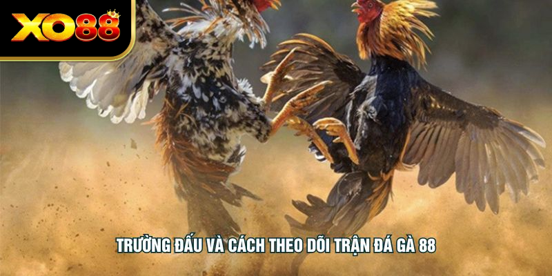 Trường đấu và cách theo dõi trận đá gà 88