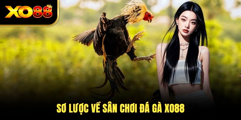 Sơ lược về sân chơi đá gà